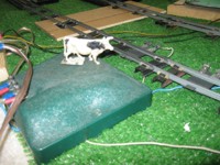 Movie of Cow on Track